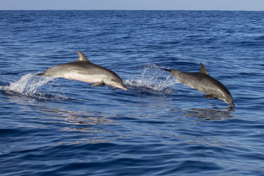 Poreč: Dolphin Spotting Cruise with Included Drinks - Key things to know before you go