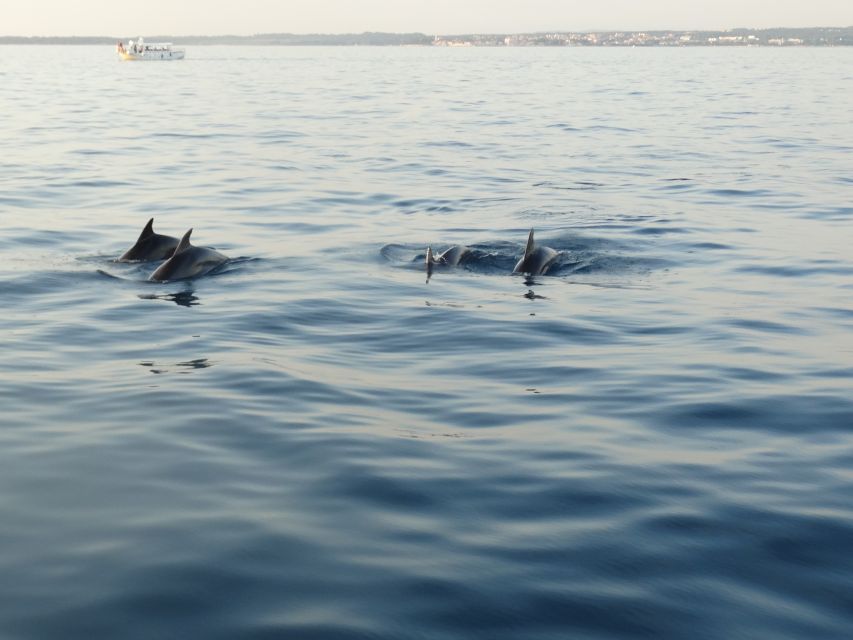 Poreč: Dolphin Spotting Cruise with Included Drinks - Boarding the wooden Fjera in Poreč’s main port
