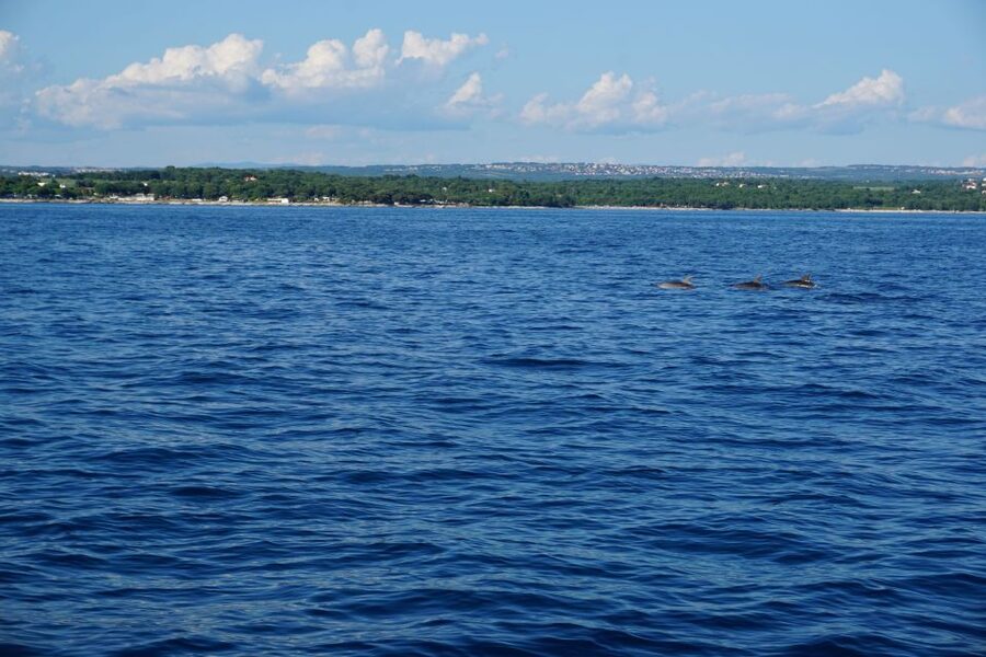 Poreč: Dolphin Spotting Cruise with Included Drinks - Price and value: is $35 a fair deal for 2 hours at sea?