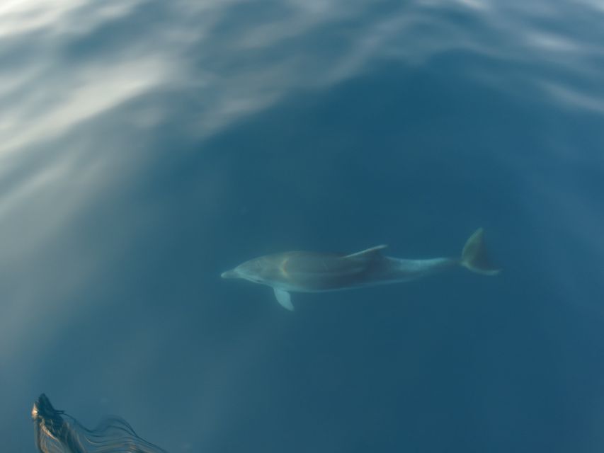 Poreč: Dolphin Spotting Cruise with Included Drinks - My booking advice: should you book this dolphin cruise?