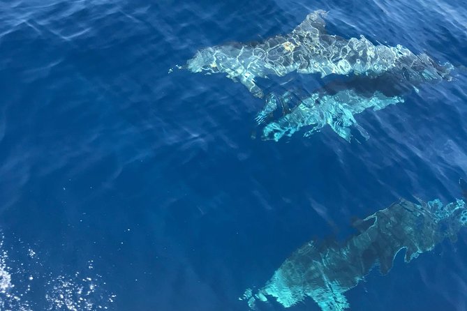Private Blue Cave and Hvar - 5 Islands Tour - Hvar time: Fortica fortress plus real lunch options