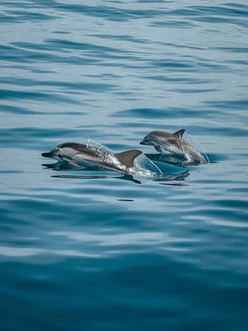 Private boat trips in Porec: dolphin watching, panoramic views - Key Highlights You’ll Care About