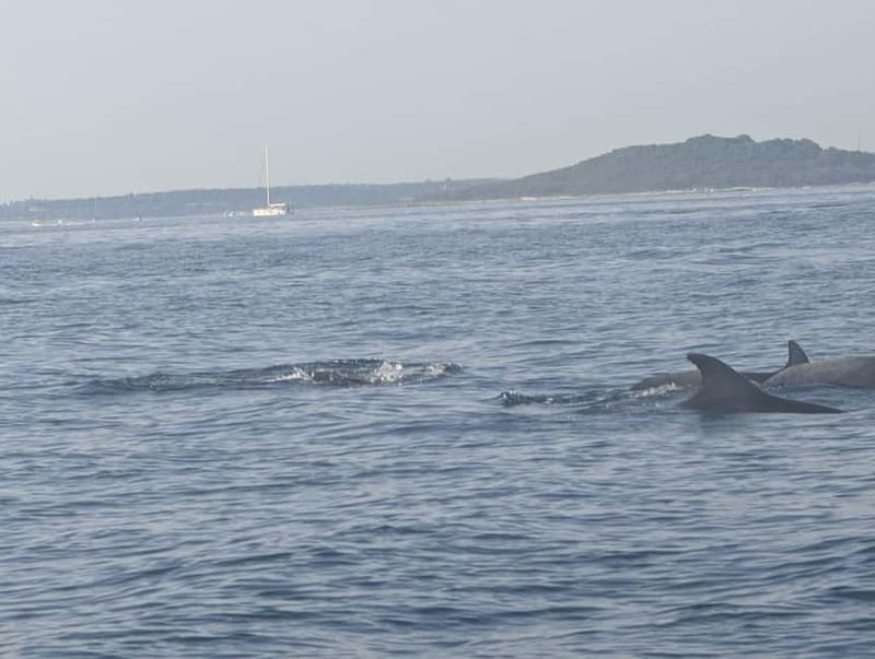 Private boat trips in Porec: dolphin watching, panoramic views - The 2-Hour Experience: How the Timing Feels