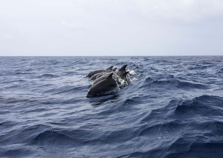 Private boat trips in Porec: dolphin watching, panoramic views - Your Private Boat Setup: What Included Drinks Actually Change