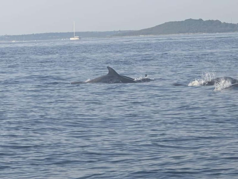 Private boat trips in Porec: dolphin watching, panoramic views - Who This Private Dolphin Trip Suits, and Who Should Skip