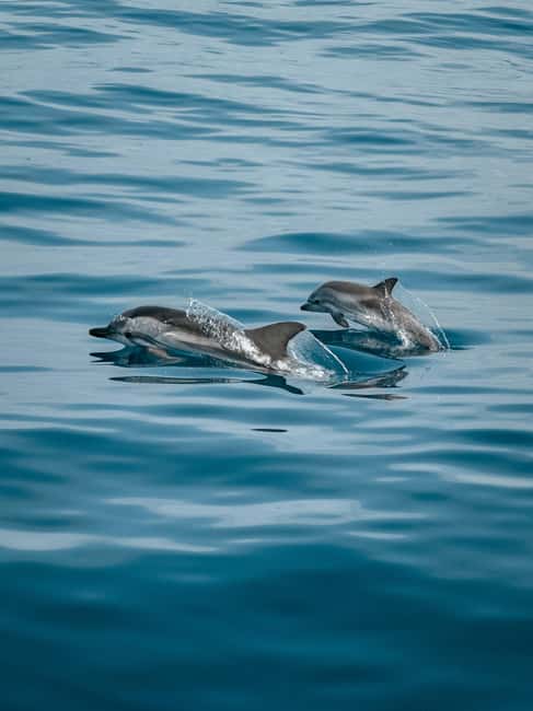 Private boat trips in Porec: dolphin watching, panoramic views - Booking the Right Start Time: The Simple Choice
