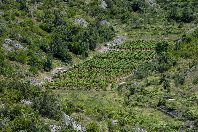 Private Hvar Wine Tasting Tour - What you actually taste: wine flights plus olive oil, cheese, bread, and chocolate