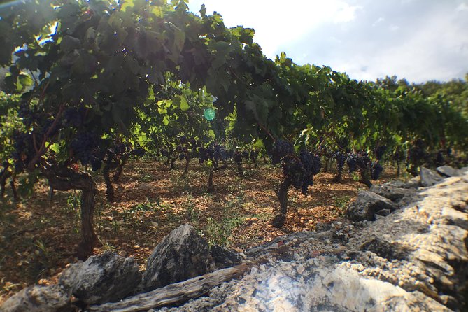 Private Hvar Wine Tasting Tour - The rest of the island after the winery: Hvar Island and back to Hvar