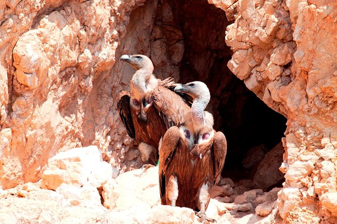 Private Plavnik Island Half-Day boat trip with capt. Bobo - What you will see: vulture wings, caves, quiet bays, and maybe dolphins