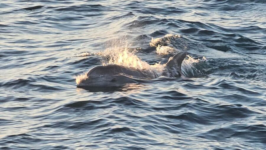 Pula: Brijuni Dolphins Sunset Cruise with Dinner and Drinks - Dinner onboard: traditional Istrian food plus drinks you do not have to ration