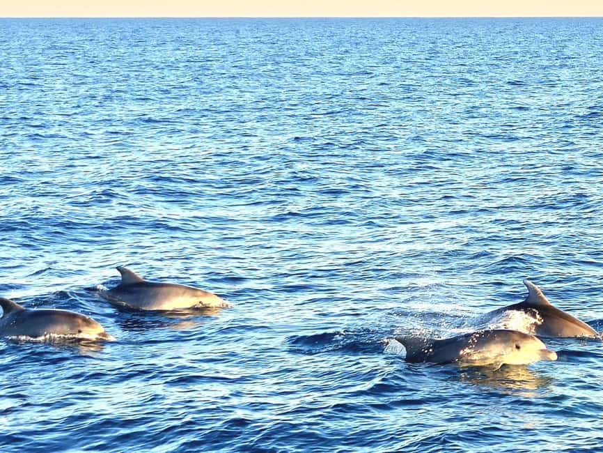 Pula: Brijuni Dolphins Sunset Cruise with Dinner and Drinks - How long is this, and how much do you actually do?