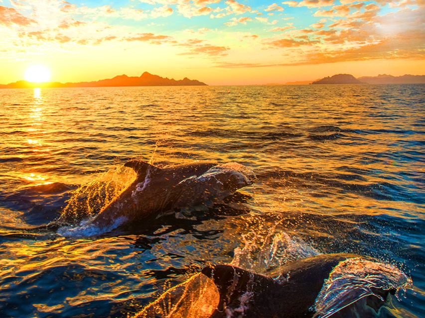 Pula: Brijuni Islands Dolphin Watching & Wildlife Cruise - Key things to know before you go