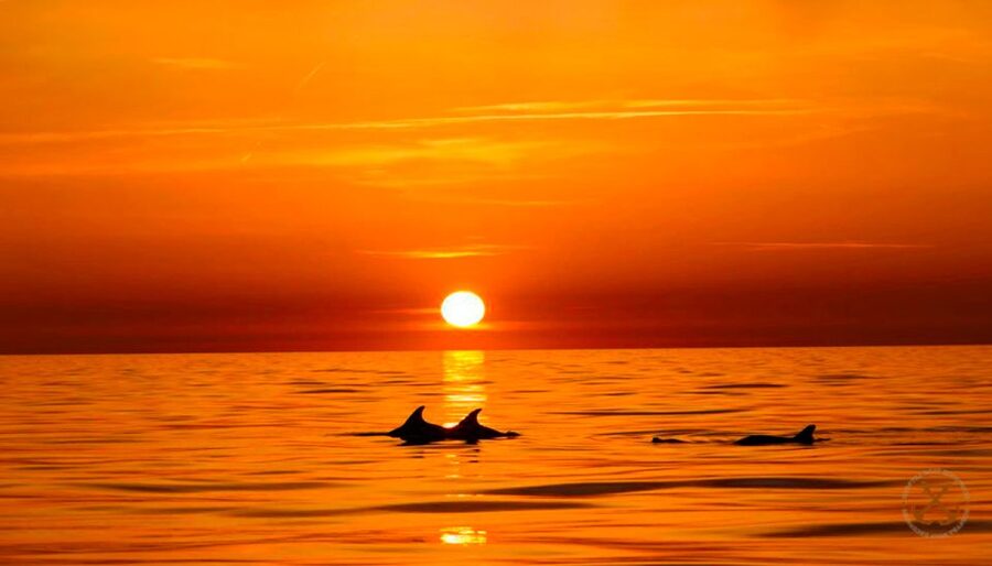 Pula: Brijuni Islands Dolphin Watching & Wildlife Cruise - Sailing out of Pula, with Fažana in your sights