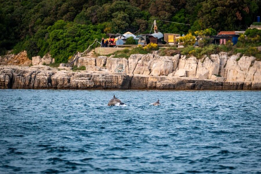 Pula: Brijuni National Park Sunset, Dolphins & Dinner Cruise - The 3-hour loop: Pula harbor views, Brijuni National Park, then back