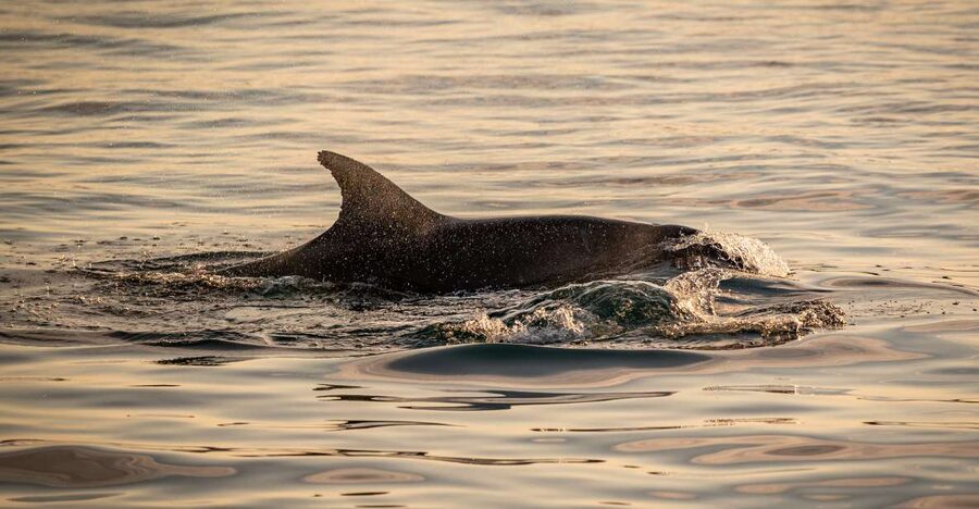Pula: Brijuni National Park Sunset, Dolphins & Dinner Cruise - Value check: is $64 a fair deal?