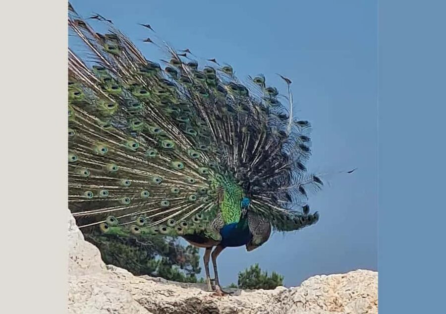 Pula: Brijuni National Park Tour with Island Visit - Pula to Brijuni in 5 hours: how the day flows