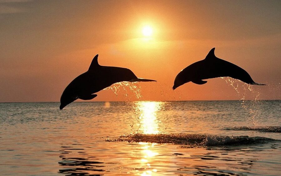 Pula: Dolphin&Sunset Cruise in Brijuni with Dinner&Drinks - Key things I think you will care about
