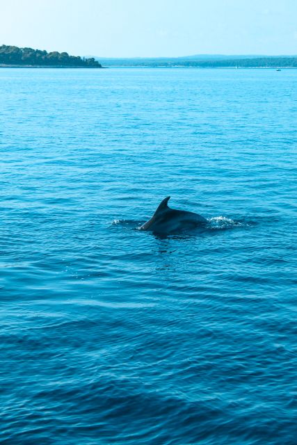 Pula: Dolphin&Sunset Cruise in Brijuni with Dinner&Drinks - Dolphin watching at golden hour: what to expect and how to maximize sightings