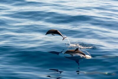 Dolphin&Sunset Cruise in Brijuni with Dinner&Drinks