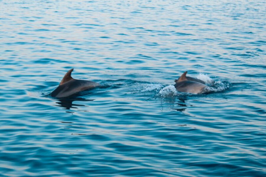 Pula: Dolphin&Sunset Cruise in Brijuni with Dinner&Drinks - Dinner and unlimited drinks on board: what is included, what it tastes like