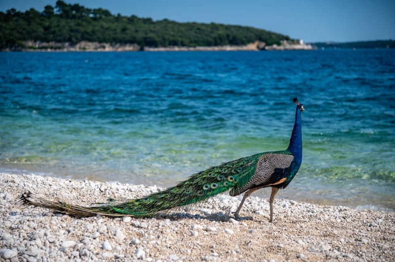 Pula: National Park Brijuni, 2 swimming stops, lunch, drinks - Price and value: what $65 buys you and what costs extra