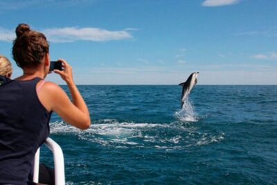 National Park Brijuni Island Visit & Dolphin Cruise