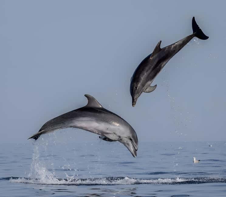 Rovinj: Dolphin Watching Sunset Speedboat Tour with Drinks - Key highlights I think you’ll care about