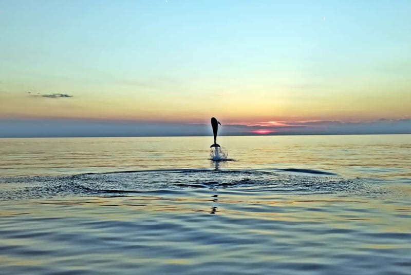 Rovinj: Dolphin Watching Sunset Speedboat Tour with Drinks - Why this Rovinj sunset dolphin trip feels different