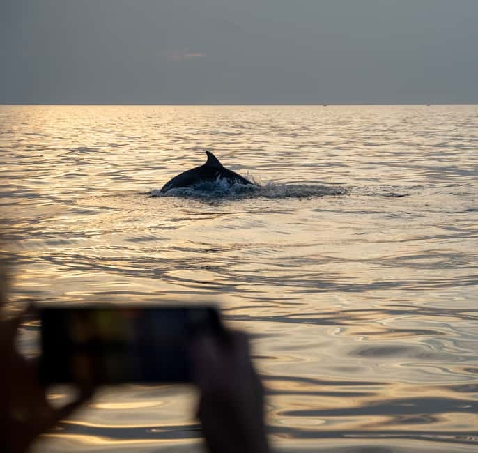 Rovinj: Dolphin Watching Sunset Speedboat Tour with Drinks - Secret stop at sunset: how the skipper makes dolphin viewing work