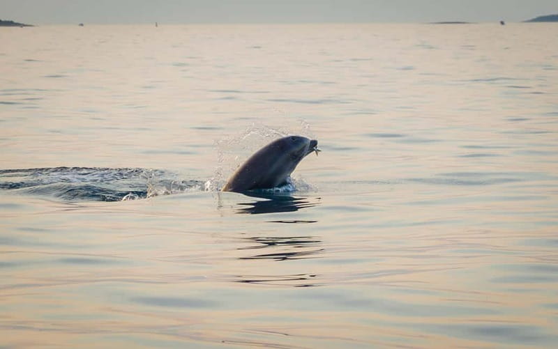 Rovinj: Dolphin Watching Sunset Speedboat Tour with Drinks - Price and value: is $74 actually fair here?