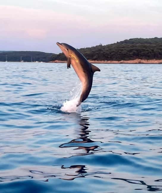 Rovinj: Shared Dolphin and Sunset Tour with Drinks - Key things to know before you go