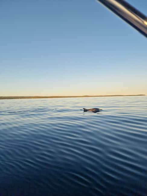 Rovinj: Shared Dolphin and Sunset Tour with Drinks - Price and Value: What $57 Gets You in Rovinj