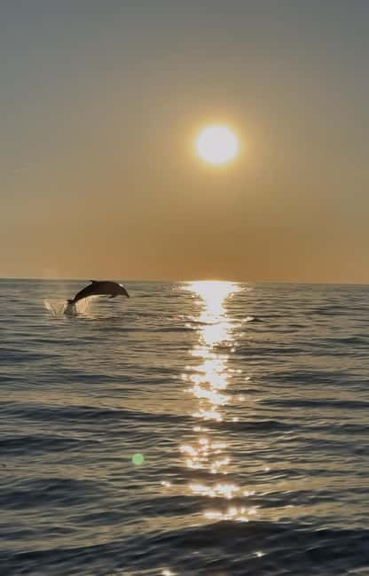 Rovinj: Shared Dolphin and Sunset Tour with Drinks - The Speedboat Run: Ten Minutes to Get You Out on the Water