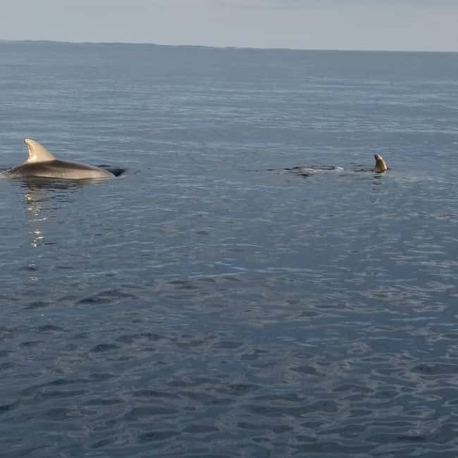 Rovinj: Shared Dolphin and Sunset Tour with Drinks - The Dolphin Search: Close Views Guided by the Skipper