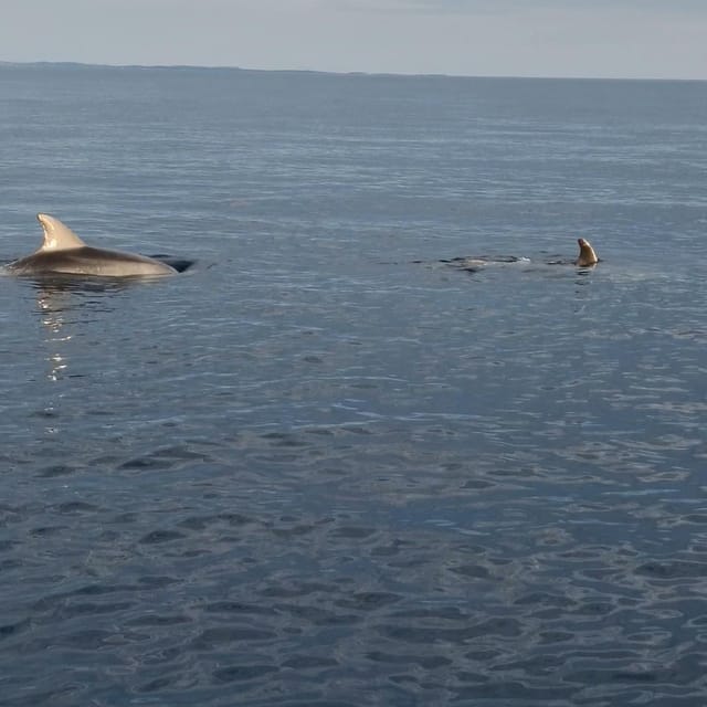 Rovinj: Shared Dolphin and Sunset Tour with Drinks - The Hidden Gem Cruise and Sunset: 45 Minutes That Feel Unhurried