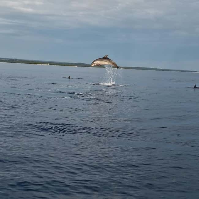 Rovinj: Shared Dolphin and Sunset Tour with Drinks - Drinks Included: Small Comforts That Make the Evening Better