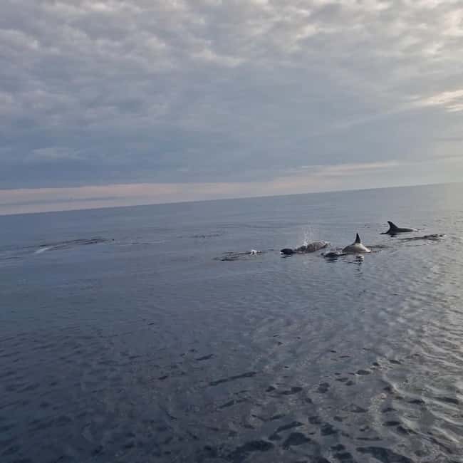 Rovinj: Shared Dolphin and Sunset Tour with Drinks - Group Size, Shared Boat Reality, and the Best Kind of Passenger