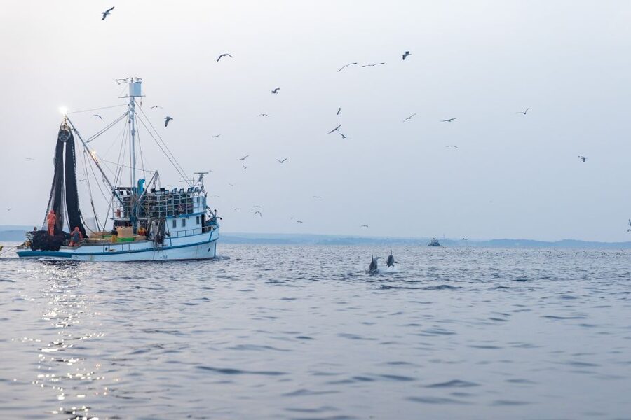 Rovinj: Sunrise Dolphins & Fishermen at Work Speedboat Tour - FAQ