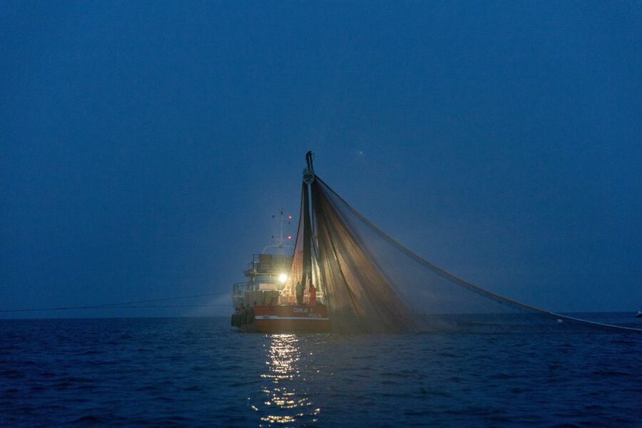 Rovinj: Sunrise Dolphins & Fishermen at Work Speedboat Tour - The secret stop: dolphin feeding around the pulled nets