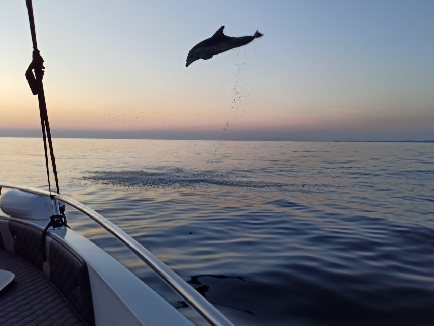 Rovinj: Sunrise Dolphins & Fishermen at Work Speedboat Tour - What to bring, what to skip, and who this tour fits