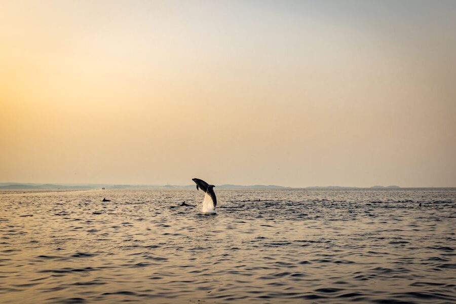 Rovinj: Sunrise Dolphins & Fishermen at Work Speedboat Tour - Should you book the Rovinj sunrise dolphins speedboat?