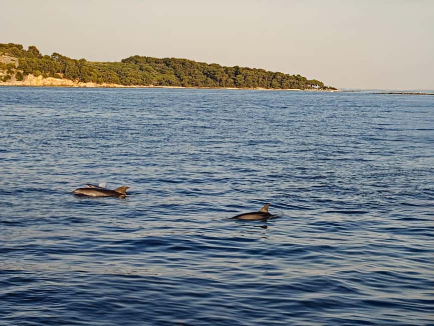 Rovinj: Sunset & dolphin group tours with Catamaran - Dolphins on Your Terms: What You Can Expect and What You Can’t Control