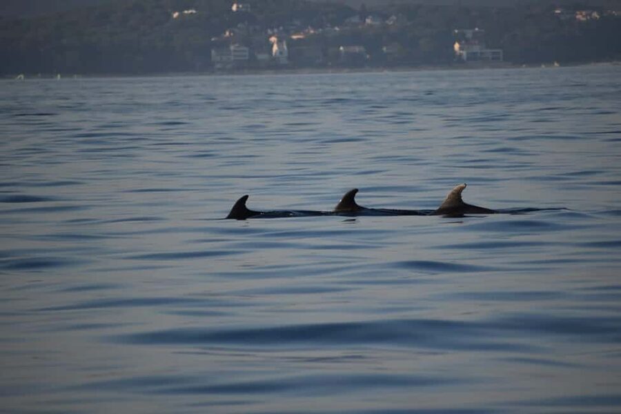 Rovinj: Sunset & dolphin group tours with Catamaran - Price and Value: Is $41 Worth It for a Rovinj Evening?