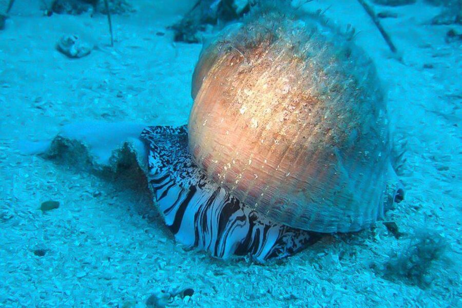 Scuba Diving in Dubrovnik: 1 Dive for Certified Divers - Bezdan at Kolocep Island and the Aurora ship remains