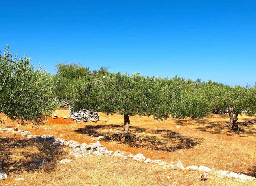 Šibenik or Zadar: Krka falls, olive mill, oil & wine tasting - Boarding the boat to Krka’s heart