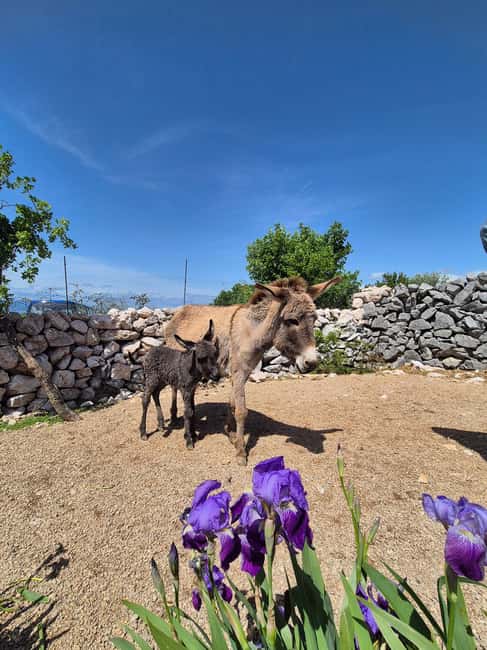 Šmrika (near Rijeka/Krk/Crikvenica) Donkey Farm Family Fun - The Educational Walk: Pastures, Old Water, and a Garden Stop