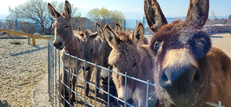 Šmrika (near Rijeka/Krk/Crikvenica) Donkey Farm Family Fun - Practical Tips: What to Bring, What to Skip, Weather Rules