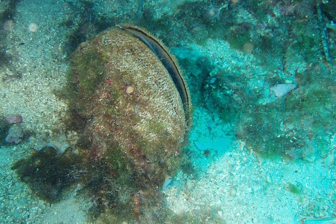Sunset panorama & swimming with a fishes - Glass-Bottom Underwater Viewing Without the Snorkel Hassle