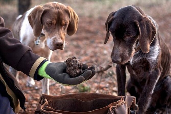Truffle and wine / Taste of Istria from POREC, ROVINJ, PULA - The forest truffle hunt with a trained dog