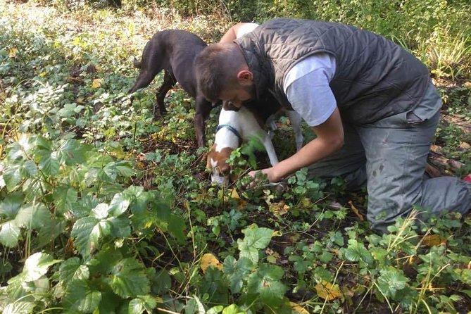 Truffle hunting adventure - Why a Truffle Hunt in the Motovun Hills Feels Like Local Life